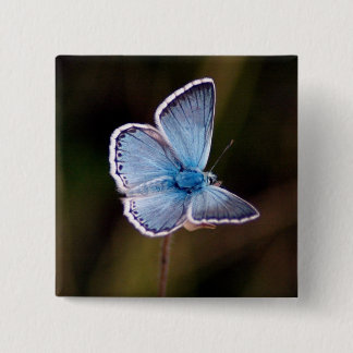 Bóton Quadrado 5.08cm Pin azul pequeno do quadrado da borboleta