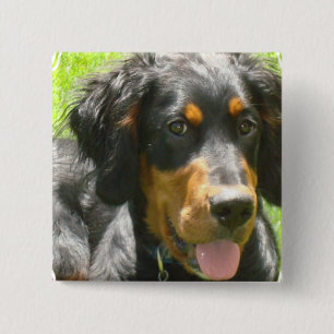 Bóton Quadrado 5.08cm Pin do cão do setter de Gordon