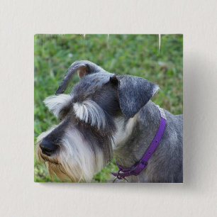 Bóton Quadrado 5.08cm Pin do Schnauzer