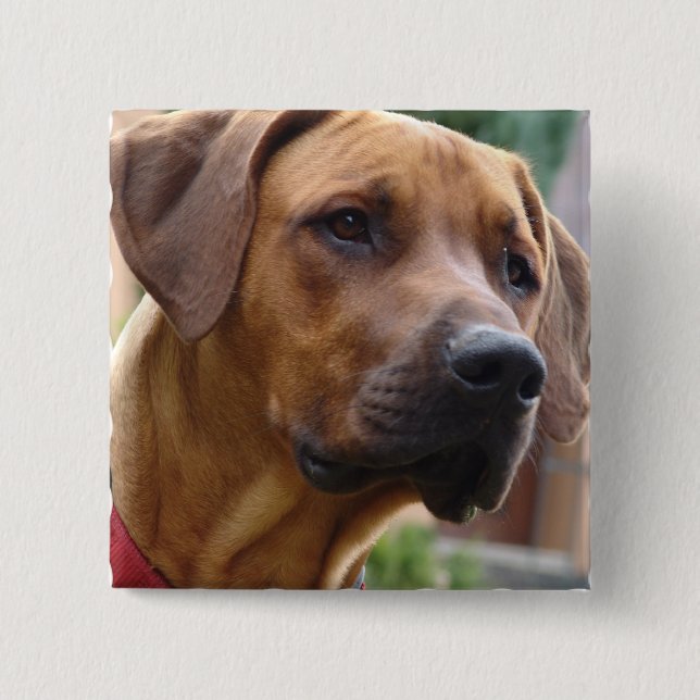 Bóton Quadrado 5.08cm Pin quadrado de Rhodesian Ridgeback (Frente)