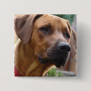 Bóton Quadrado 5.08cm Pin quadrado de Rhodesian Ridgeback