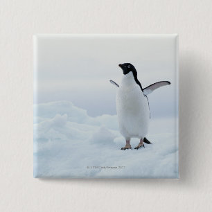 Bóton Quadrado 5.08cm Pinguim adéguo, Antártica
