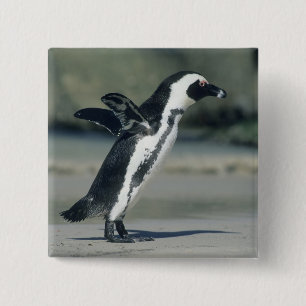 Bóton Quadrado 5.08cm Pinguim-africano