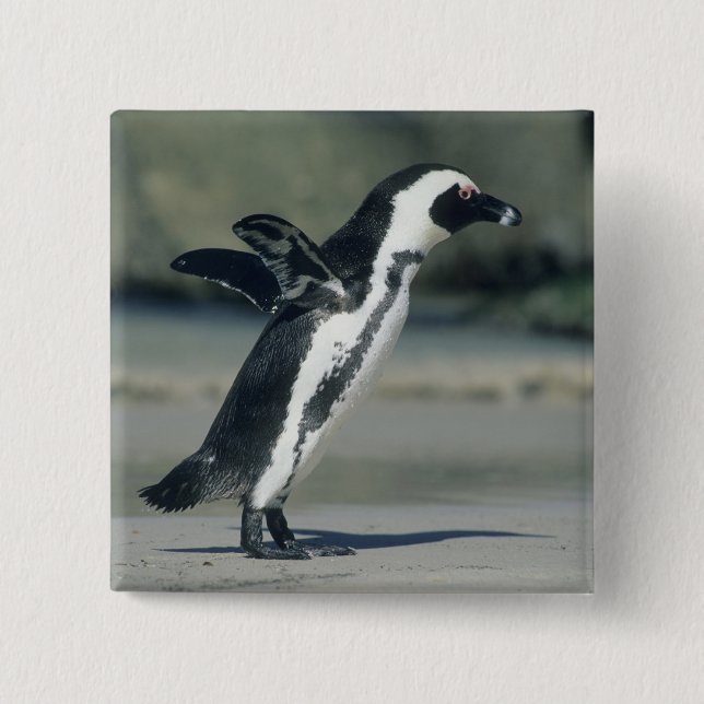 Bóton Quadrado 5.08cm Pinguim-africano (Frente)