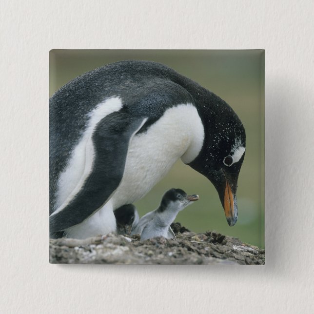 Bóton Quadrado 5.08cm Pinguim-de-gentoo, (Pygoscelis papua), Ilhas Falkl (Frente)