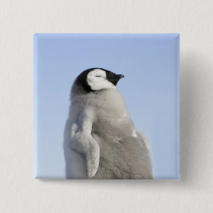 Bóton Quadrado 5.08cm Pinguim de imperador do bebê, ilha do monte da