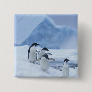 Bóton Quadrado 5.08cm Pinguins-de-adélia (Pygoscelis adeliae) no gelo,