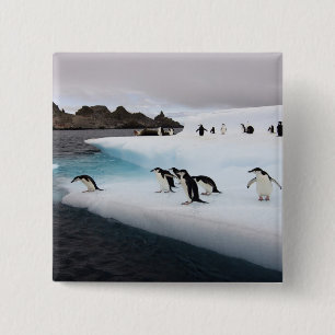 Bóton Quadrado 5.08cm Pinguins-de-barbicha