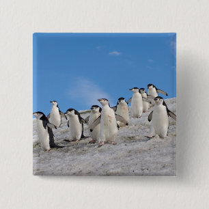 Bóton Quadrado 5.08cm Pinguins-de-barbicha   Pygoscelis Antarctica
