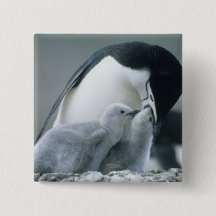 Bóton Quadrado 5.08cm Pinguins-de-barbicha, Pygoscelis antarctica),