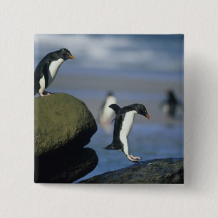 Bóton Quadrado 5.08cm Pinguins-de-crista, Eudyptes chrysocome),