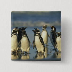 Bóton Quadrado 5.08cm Pinguins-de-magalhães, Spheniscus