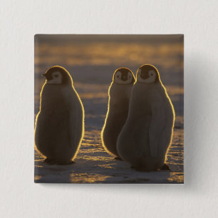 Bóton Quadrado 5.08cm Pinguins-imperadores