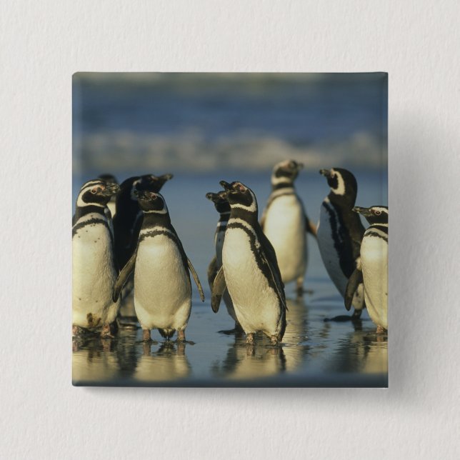 Bóton Quadrado 5.08cm Pinguins Magalhães, Esfenísco (Frente)