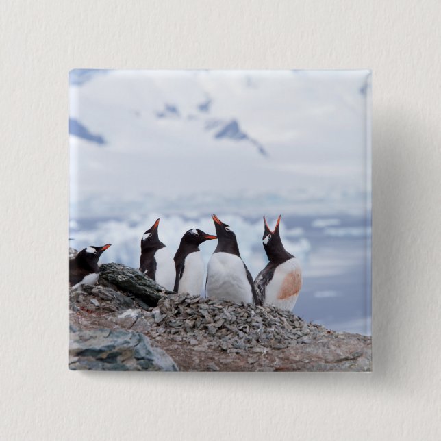 Bóton Quadrado 5.08cm Pinguins na Antártica (Frente)