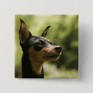 Bóton Quadrado 5.08cm Pinscher diminuto (Minuto-Pin) 2