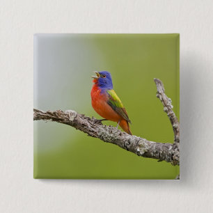 Bóton Quadrado 5.08cm Pintassilgo-americano (Passerina ciris) macho cant