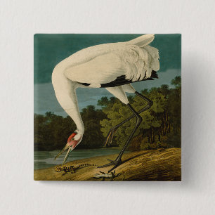 Bóton Quadrado 5.08cm Pintura de pássaros Audubon Crane Whoping