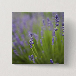 Bóton Quadrado 5.08cm Plantas de lavanda 2
