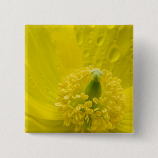 Bóton Quadrado 5.08cm Poppy amarelo oriental