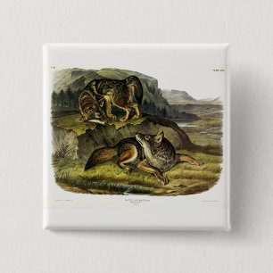 Bóton Quadrado 5.08cm Prairie Wolf (Coyote) dos Quadrupeds de Audubon