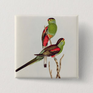 Bóton Quadrado 5.08cm Psephotus Pulcherrimus