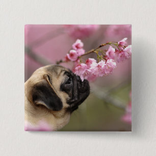 Bóton Quadrado 5.08cm Pug Cheirando a arbustos