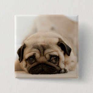 Bóton Quadrado 5.08cm Pug da fêmea de Tan