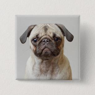 Bóton Quadrado 5.08cm Pug Retrato