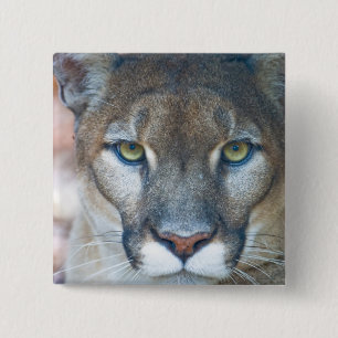 Bóton Quadrado 5.08cm Puma, leão-da-montanha, pantera-da-flórida, Puma
