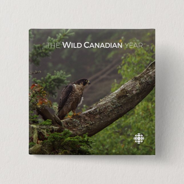 Bóton Quadrado 5.08cm Queda - Falcão Peregrino (Frente)