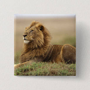 Bóton Quadrado 5.08cm Quênia, Masai Mara Mano Lion