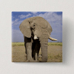 Bóton Quadrado 5.08cm Quênia: Parque Nacional de Amboseli, elefante mach
