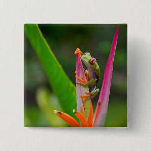 Bóton Quadrado 5.08cm Rã-arbórea-de-olho-vermelho, Costa Rica