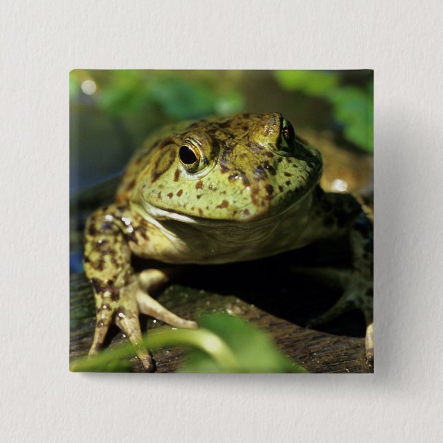 Bóton Quadrado 5.08cm Rã-touro. (Frente)