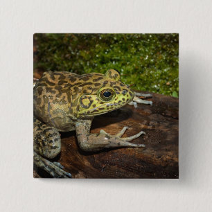 Bóton Quadrado 5.08cm Rã-touro, Rana catesbeiana