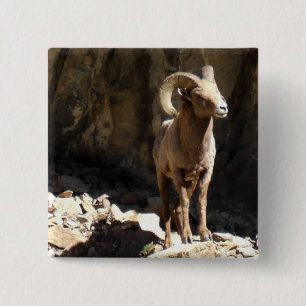 Bóton Quadrado 5.08cm Ram dos carneiros de Bighorn perto das rochas em