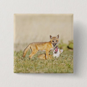 Bóton Quadrado 5.08cm Raposa Veloz (Vulpes macrotis) jovem na toca da to