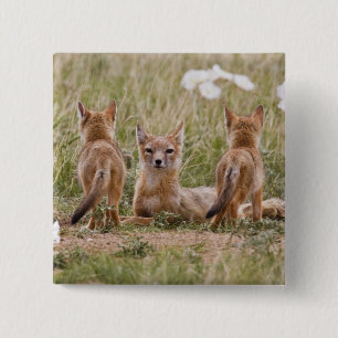 Bóton Quadrado 5.08cm Raposa Veloz (Vulpes velox) fêmea com filhotes em