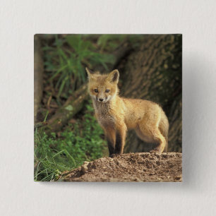 Bóton Quadrado 5.08cm Raposa vermelha jovem em frente à toca (Vulpes vul
