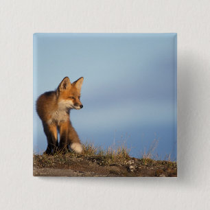 Bóton Quadrado 5.08cm raposa-vermelha, Vulpes vulpes