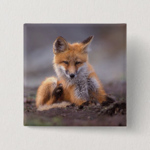 Bóton Quadrado 5.08cm raposa vermelha, Vulpes vulpes, filhote se coçando