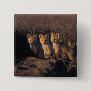 Bóton Quadrado 5.08cm raposa-vermelha, Vulpes vulpes, filhotes