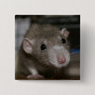 Bóton Quadrado 5.08cm Rato curioso