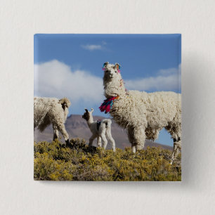 Bóton Quadrado 5.08cm Rebanho de lamas decorados na Puna, cordilheira do