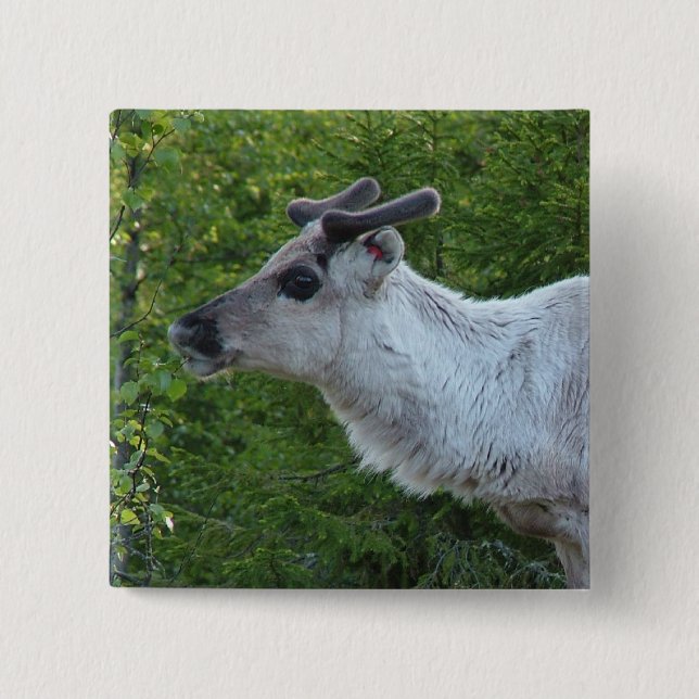 Bóton Quadrado 5.08cm Rena no botão Lapland (Frente)