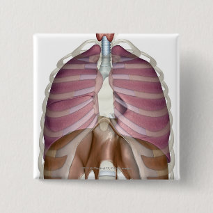 Bóton Quadrado 5.08cm rendição 3d do sistema respiratório