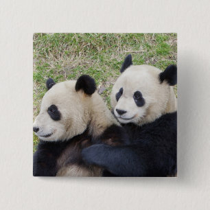 Bóton Quadrado 5.08cm Reserva de Wolong, China, Panda gigante abraçando