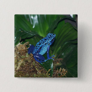 Bóton Quadrado 5.08cm Retrato azul do sapo da seta do veneno