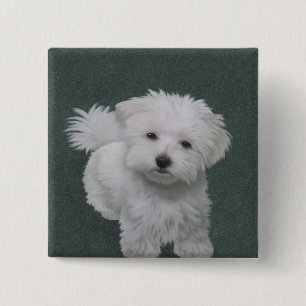 Bóton Quadrado 5.08cm Retrato de estimação de cachorrinho branco